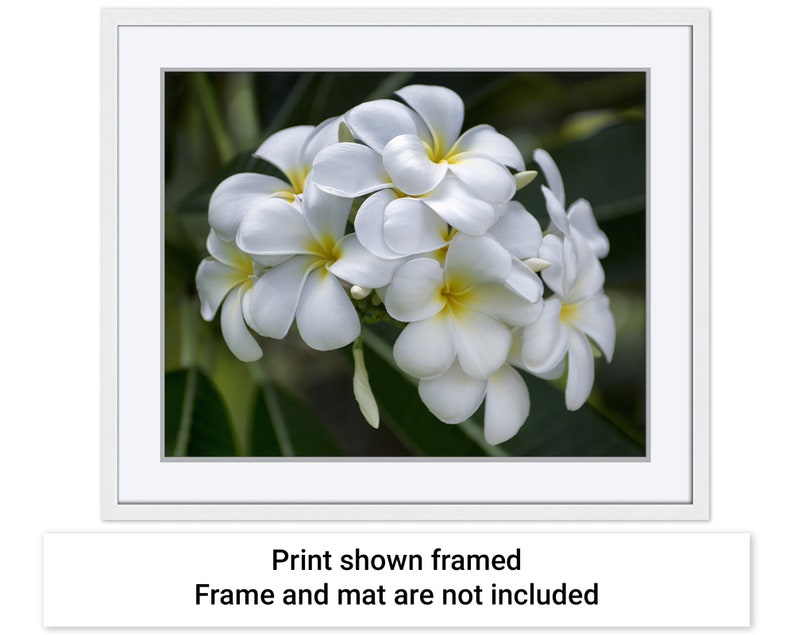 Example picture showing how the Pretty Plumeria artwork by Maui J & M Photography would look if it were displayed in a white frame with a white mat.