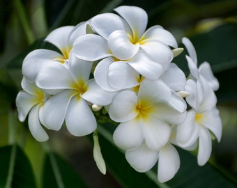 May include: A cluster of white plumeria flowers with yellow centers. The flowers are arranged in a bouquet-like shape, with the petals overlapping each other.