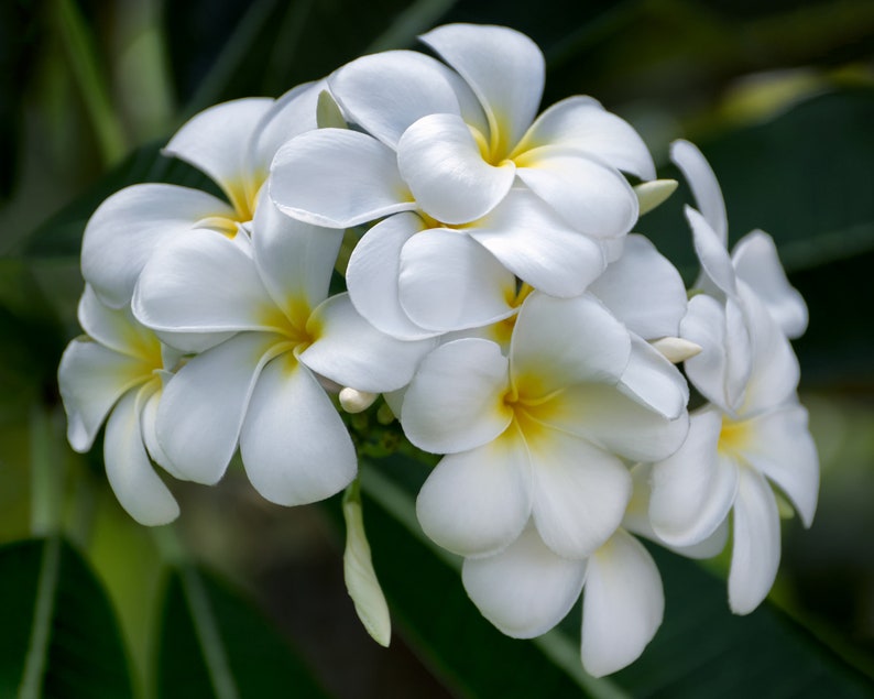 Pretty Plumeria image 1