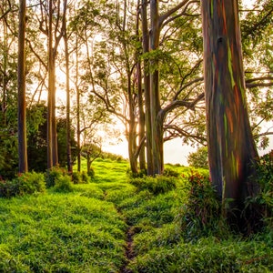 May include: A vibrant landscape featuring a path winding through a lush green meadow, framed by tall trees with colorful, striped bark. The sun shines through the trees, creating a warm, inviting atmosphere. Red flowers dot the landscape.