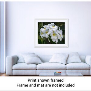 Example picture showing how the Pretty Plumeria artwork by Maui J & M Photography would look if it were displayed in a white frame with a white mat and placed on the wall above a white couch in a casual comfortable room interior space.