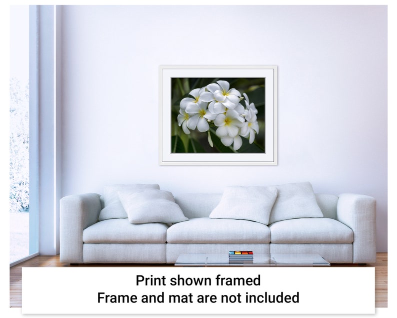 Example picture showing how the Pretty Plumeria artwork by Maui J & M Photography would look if it were displayed in a white frame with a white mat and placed on the wall above a white couch in a casual comfortable room interior space.