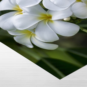 Picture that shows a white plumeria flower artwork laying on flat surface. Just the corner of the art print is shown to highlight the high quality of the artwork.