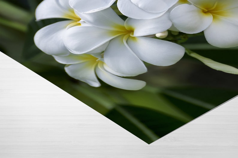 Picture that shows a white plumeria flower artwork laying on flat surface. Just the corner of the art print is shown to highlight the high quality of the artwork.