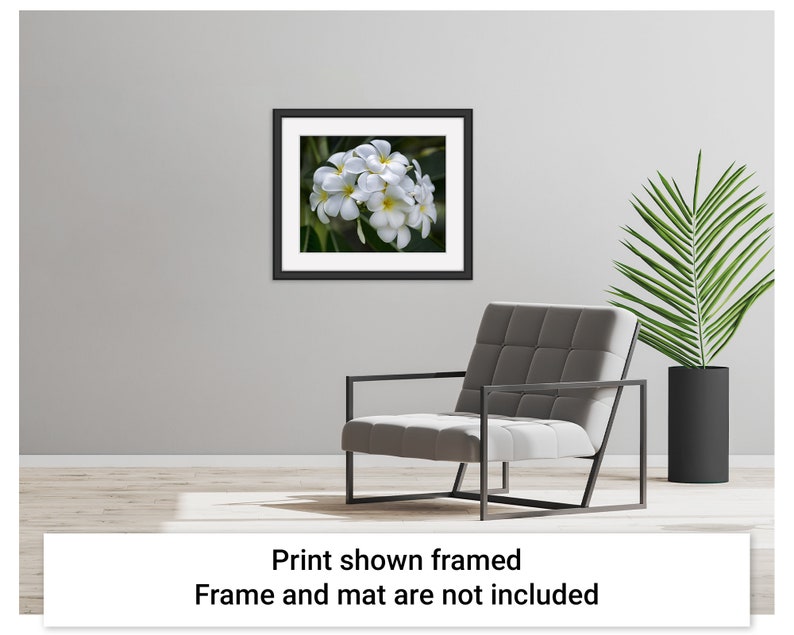 Example picture showing how the Pretty Plumeria artwork by Maui J & M Photography would look if it were displayed in a black frame with a white mat and placed on the wall of a modern tropical beach house interior space.