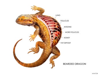 Bearded Dragon Anatomy Chart