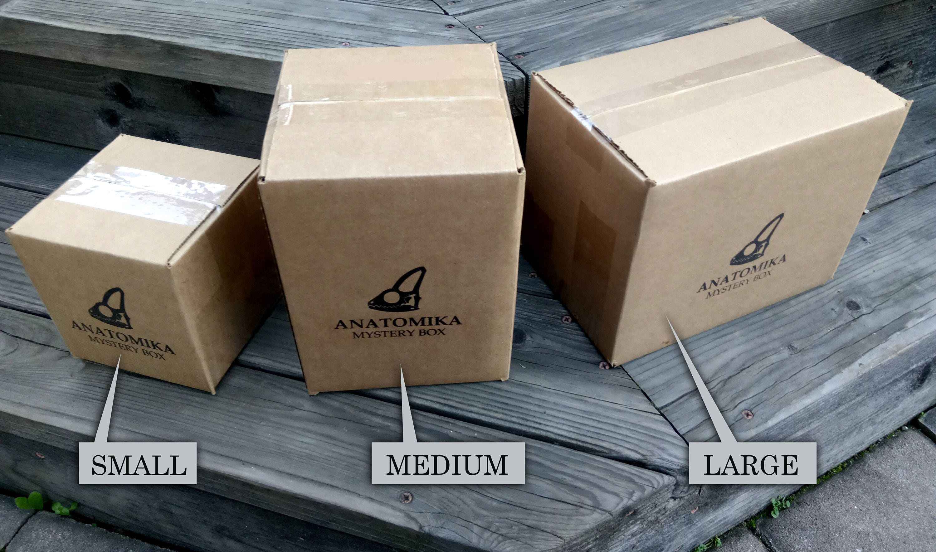 Home & Living Taxidermy & Curiosities Home Décor Frog educational