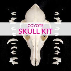 May include: A white coyote skull kit with the text "COYOTE SKULL KIT" in pink letters. The skull is complete with all teeth, including the canines.