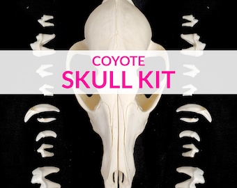 Coyote Skull Kit