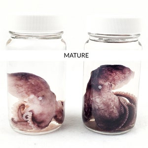 Octopus Specimen