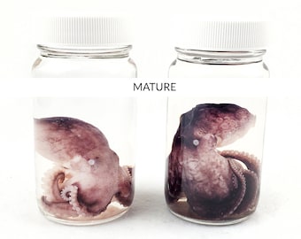 Octopus Specimen