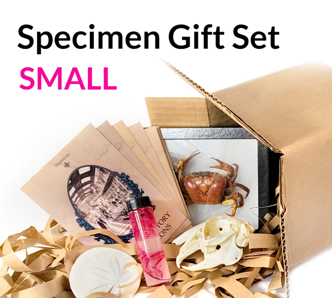 Sampling Gift Boxes SMALL Specimen Gift Box - Etsy