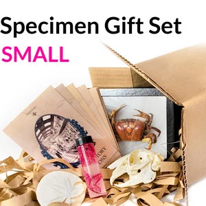 SMALL Specimen Gift Set