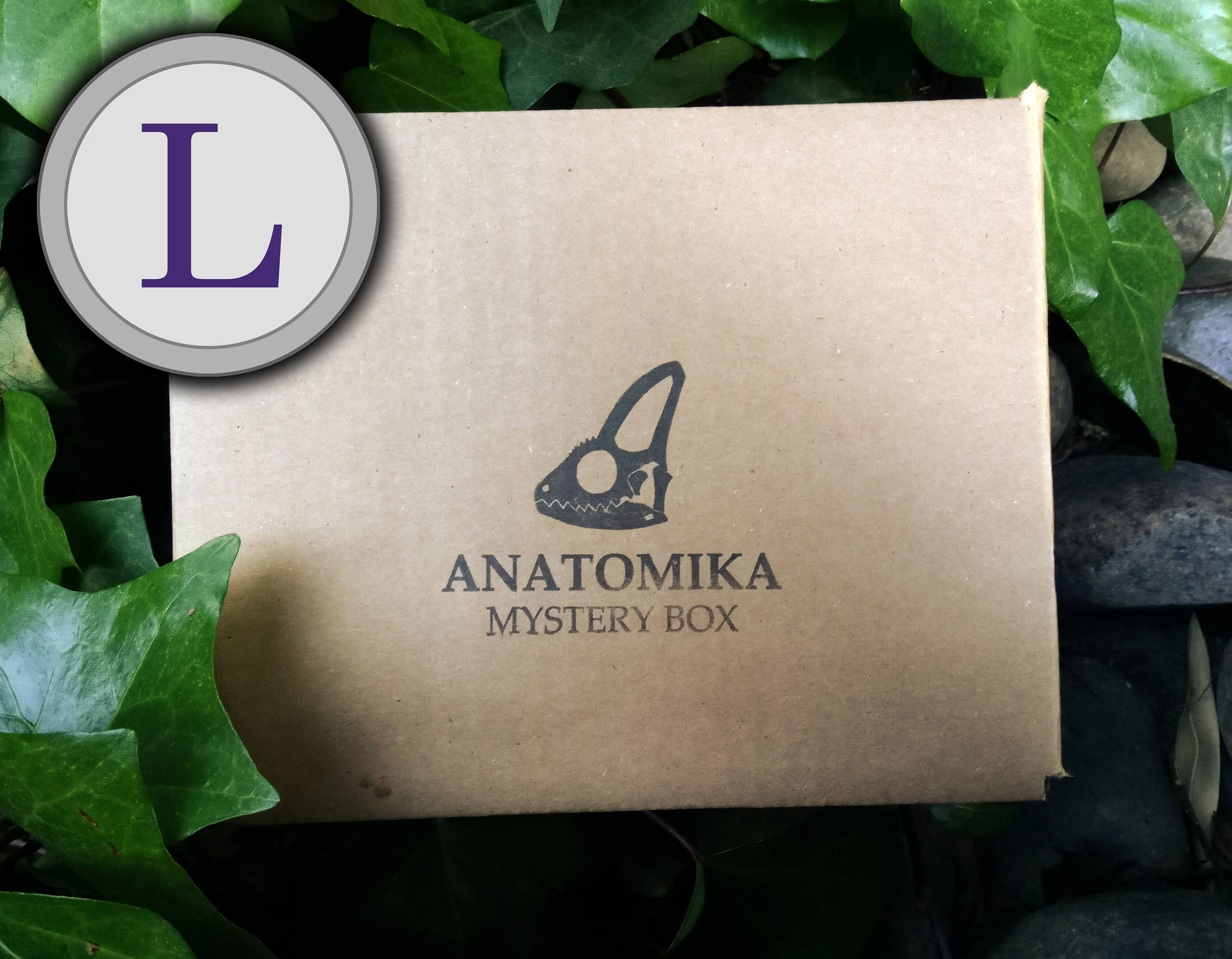 Large Mystery Box! - Natural History and Oddities Specimens