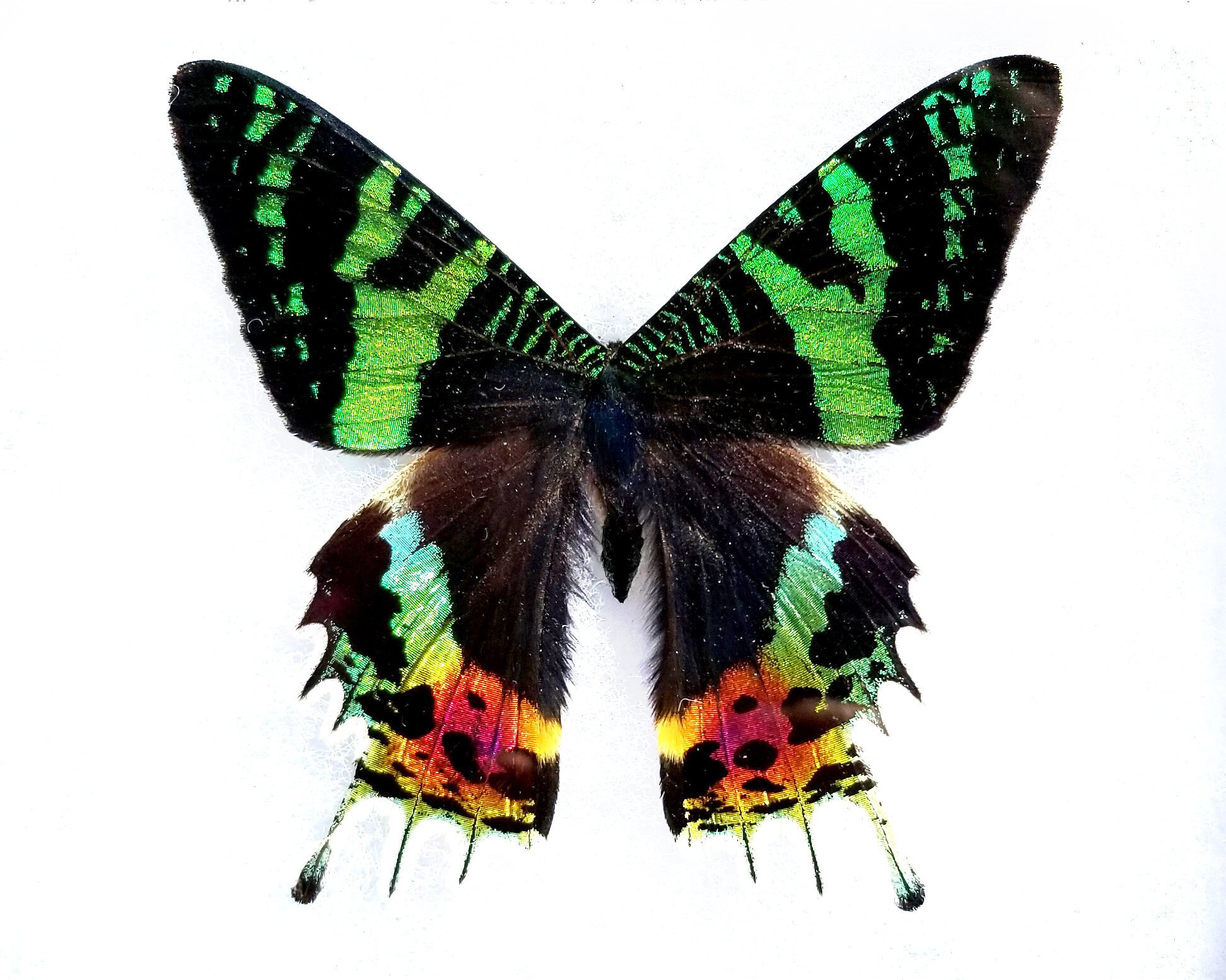 Sunset moth - Framed Insect