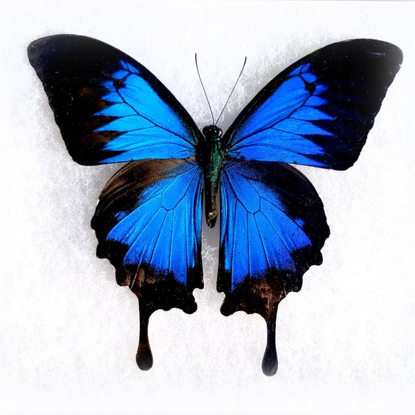Ulysses Swallowtail - Framed Butterfly