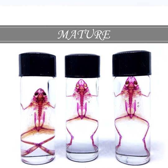 Tiny Diaphonized Frog Specimen