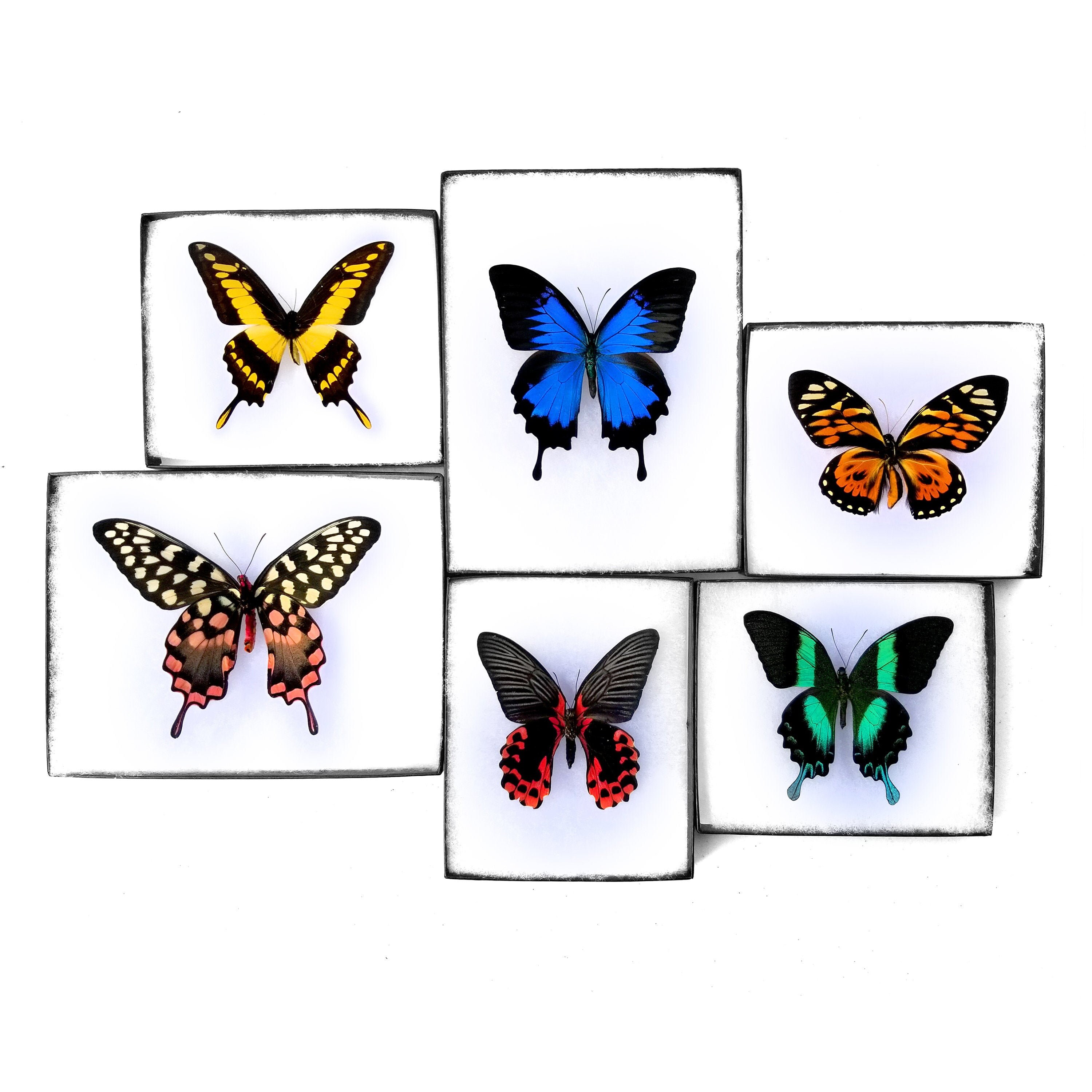 Blind Box Butterfly