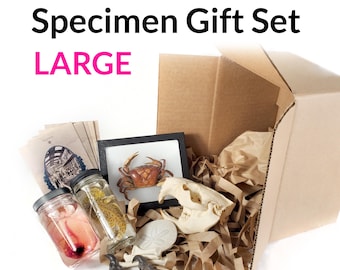 LARGE Specimen Gift Box