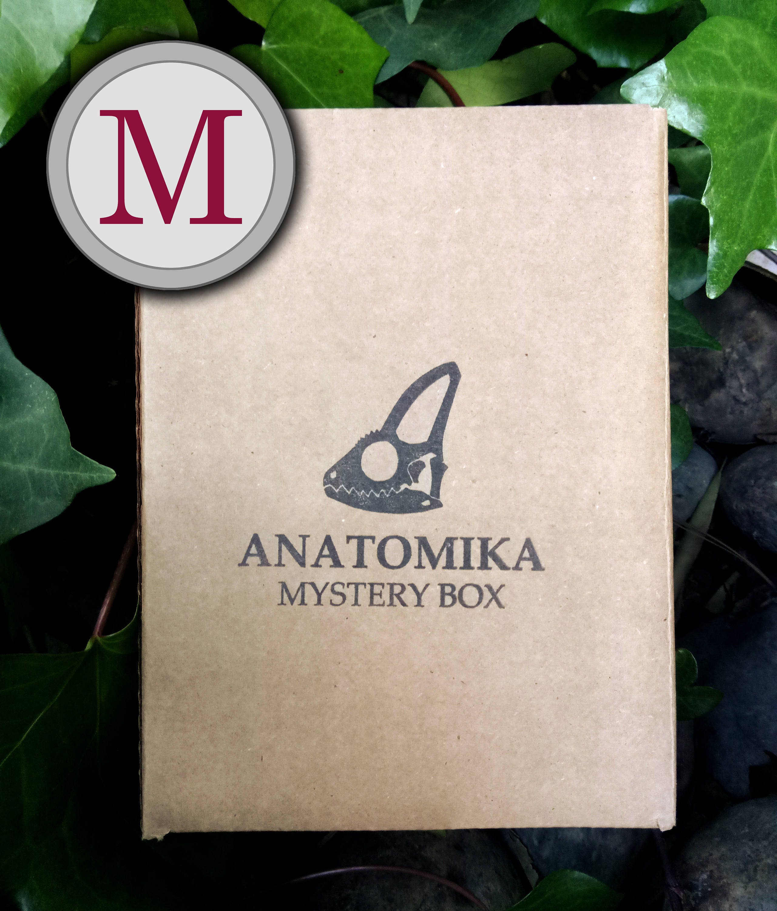 Medium Mystery Box! - Natural History and Oddities Specimens