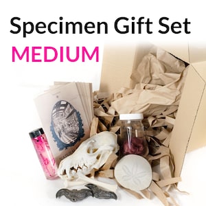 Medium Specimen Gift Set