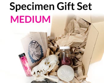 Medium Specimen Gift Box