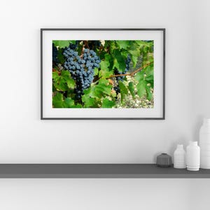 French Fields: Grapes