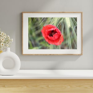 Puede incluir: Impresión enmarcada de una amapola roja vibrante en plena floración. Los pétalos texturizados de la amapola destacan sobre un fondo de espigas de trigo verde. La obra de arte se presenta en un marco de madera clara.