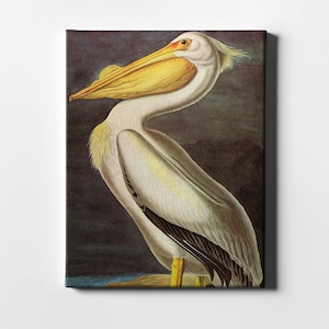 John James Audubon - Pelícano / Impresión sobre lienzo