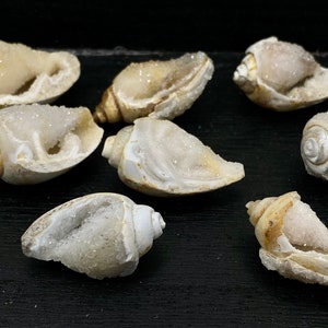 Agatized Druzy Shells Large - India