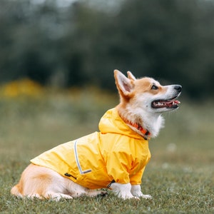 Charles river dog raincoat online