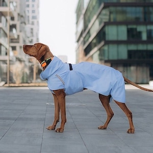 Può includere: Un impermeabile azzurro per cani con cappuccio e dettagli neri. Il cane, di colore marrone-rossiccio, indossa un collare nero e arancione. Il cane è in piedi su una superficie grigia di fronte a un edificio moderno.