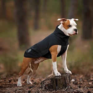 以下が含まれることがあります： 黒い犬のコートを着た茶色と白の犬。側面に「NP」の文字があります。犬は森の中の切り株の上に立っています。