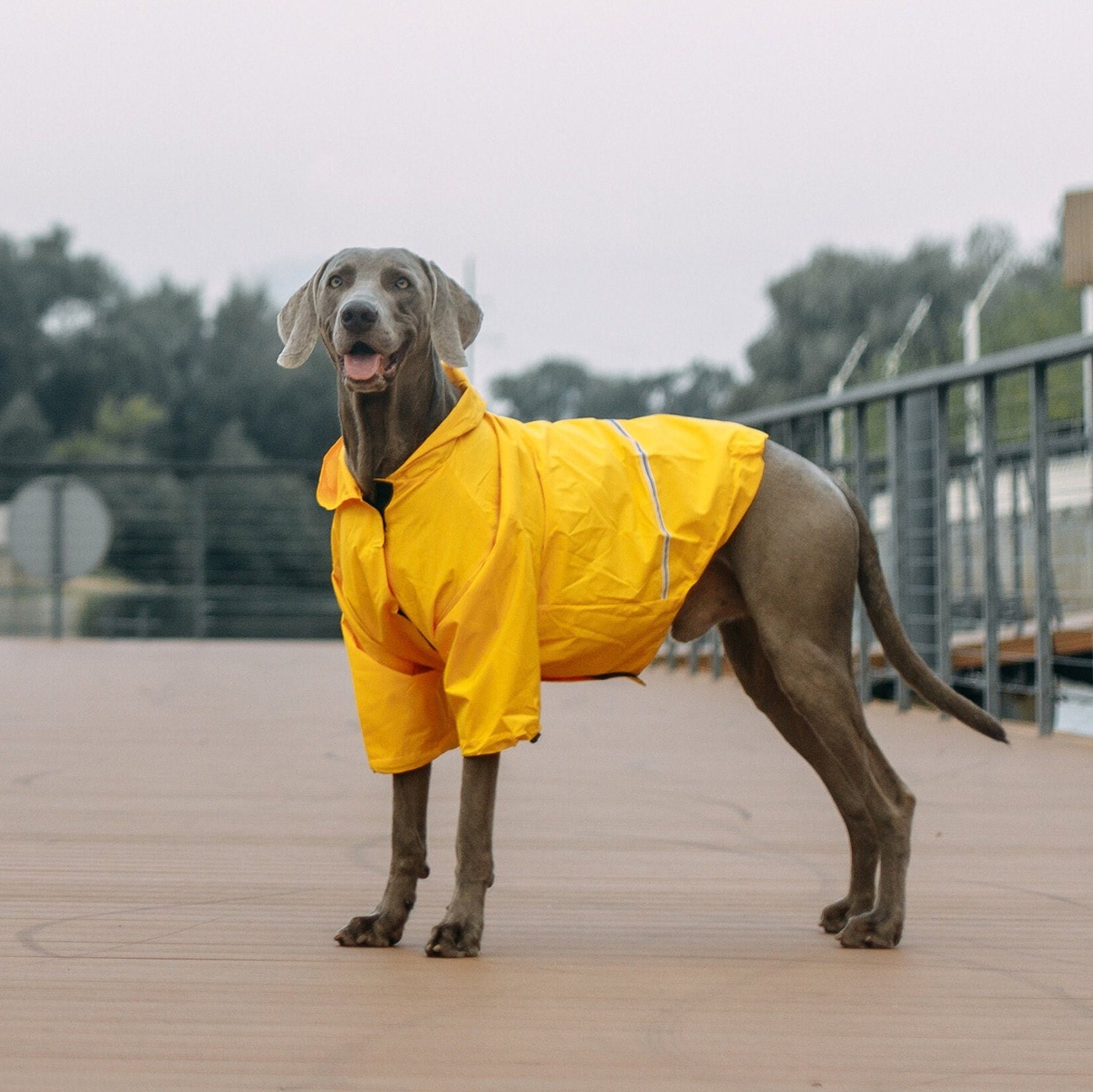Pug Raincoat UK