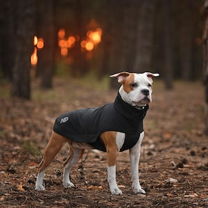 May include: A dog with brown and white fur wearing a black coat with the letters "NP". The dog is standing in a forest setting. The background is blurred with trees and golden light.