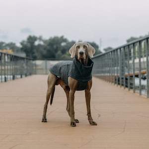 Peut inclure: Un chien Weimaraner gris portant un manteau en polaire gris avec un col montant. Le chien est debout sur une passerelle en bois.