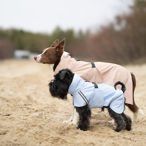 Könnte beinhalten: Zwei Hunde, die Regenmäntel tragen. Ein brauner und weißer Border Collie mit einem beigefarbenen Regenmantel und ein schwarzer Zwergschnauzer mit einem hellblauen Regenmantel.