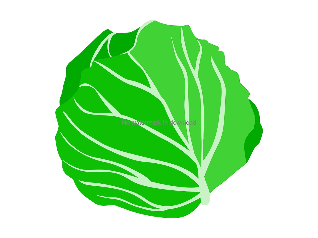 Cabbage Clip Art Cabbage Clip Art Image Cabbage Svg Clipart - Etsy