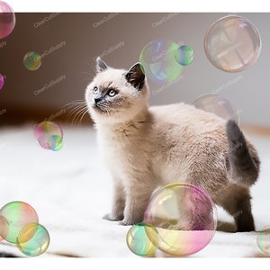 a cat looking at bubble clipart