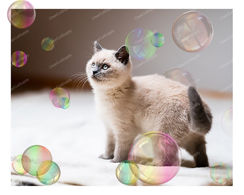 a cat looking at bubble clipart