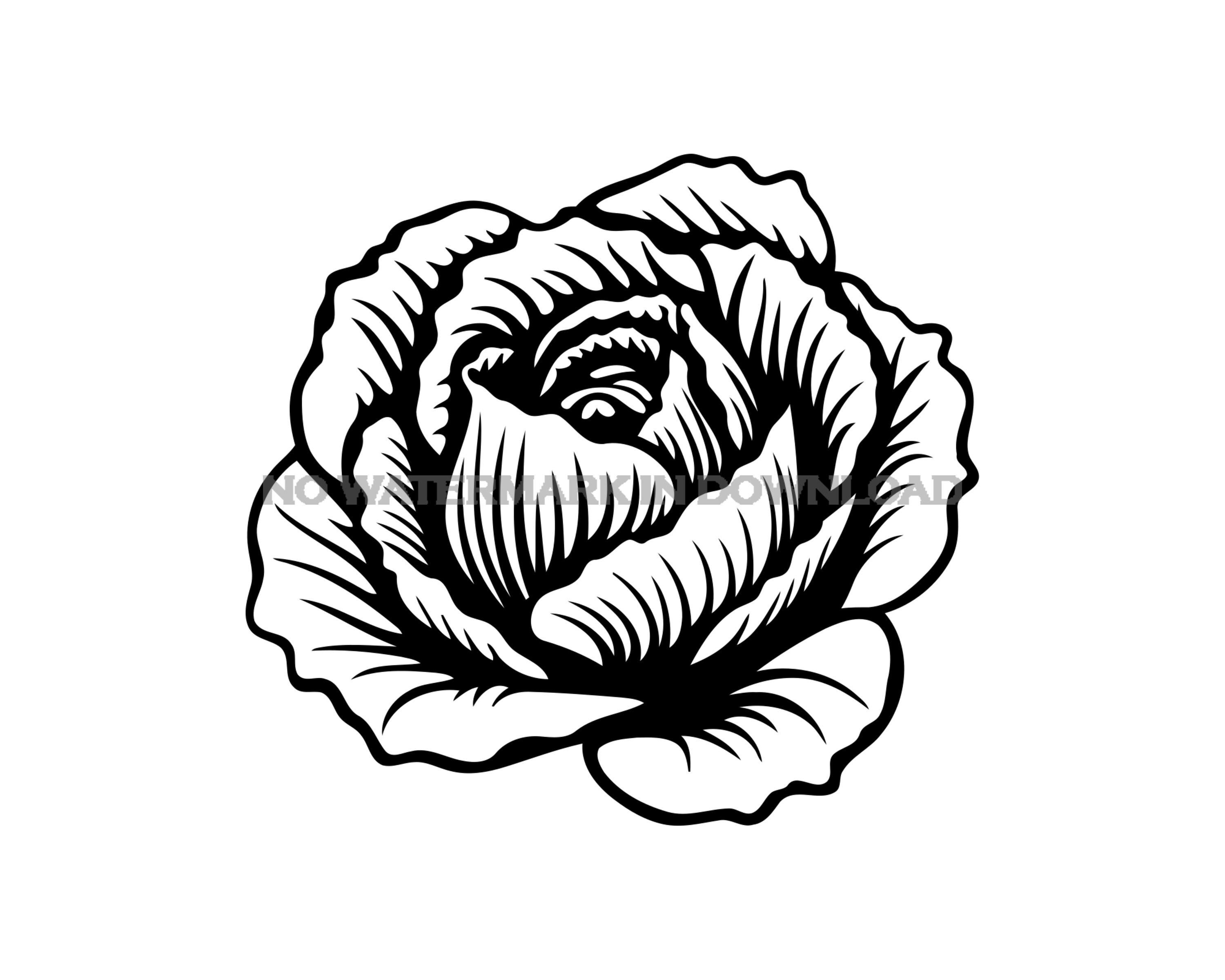 Cabbage Clipart SVG: Vector Image, Cutting File (digital Download) - Etsy