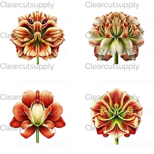Prachtig geïllustreerde clipartcollectie amaryllisbloemen voor directe download - levendige ontwerpen voor sublimatieprojecten