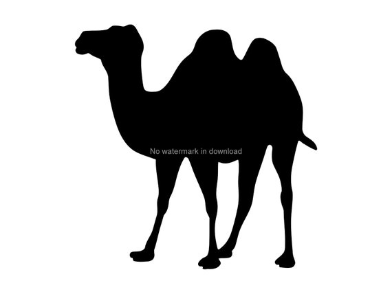 Kamel Svg Dxf Png Geschnitten Datei Kamel Bild Svg Kamel Svg Etsy