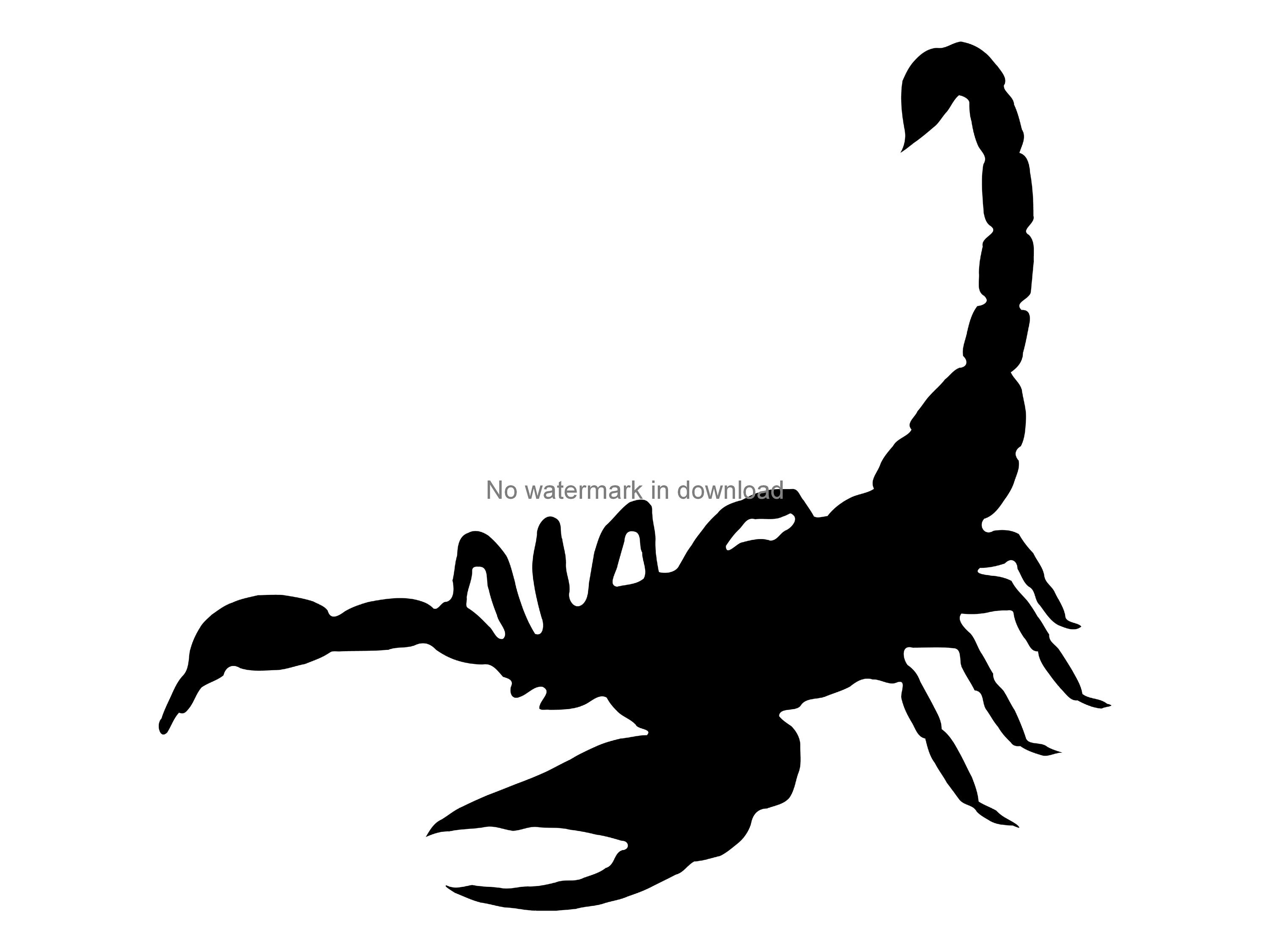 Scorpion Svg Cutting Image Scorpio Cutting File Desert - Etsy Canada