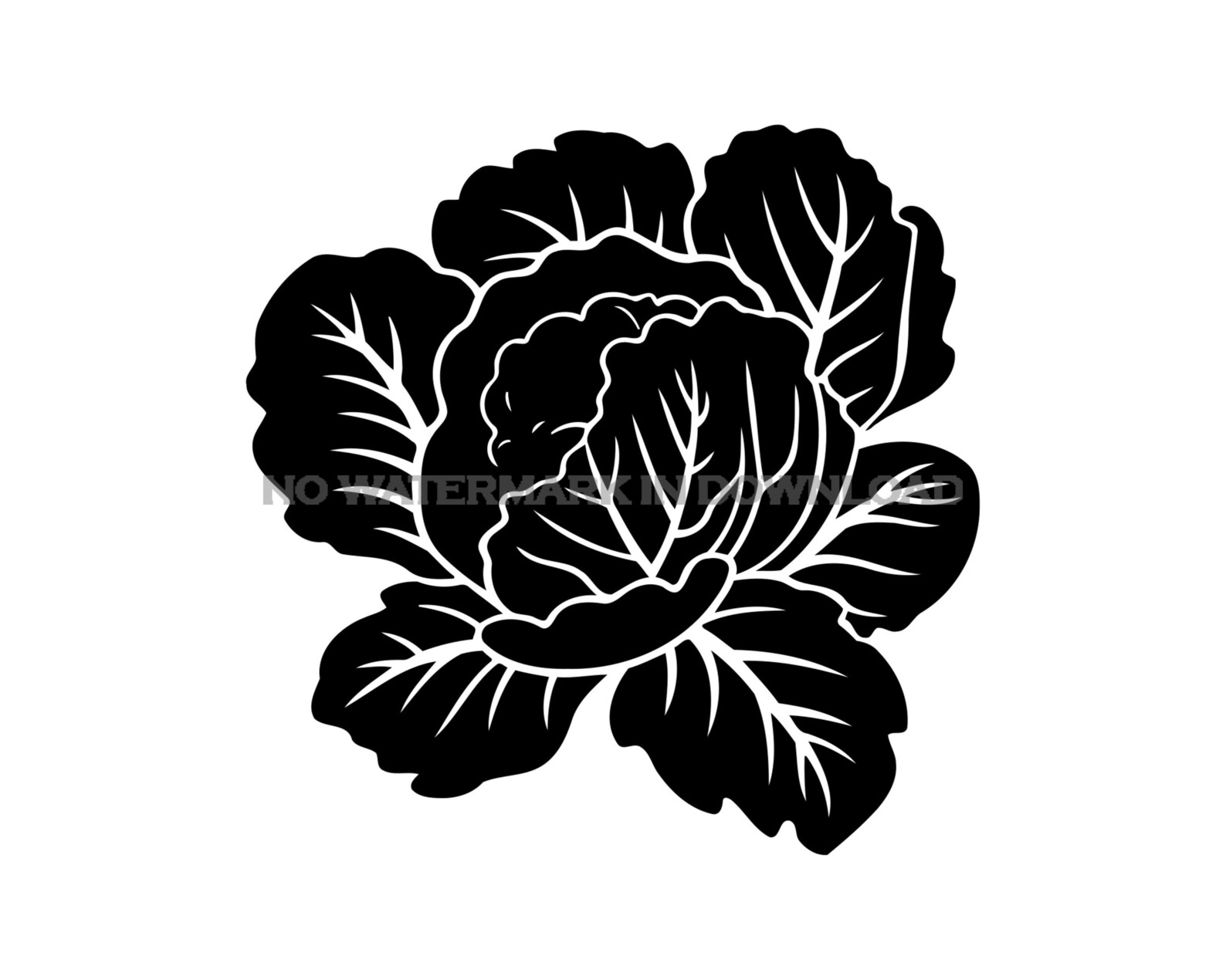 Cabbage Clipart SVG: Vector Image, Cutting File (digital Download) - Etsy