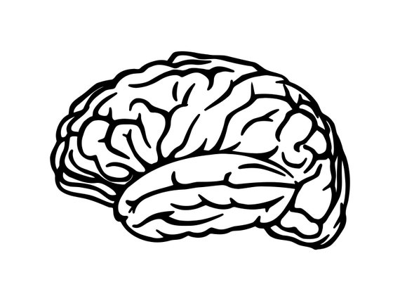 Download Brain Svg Anatomy Svg Brain Matter Brain Cutting File Clipart Etsy