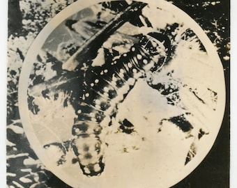 Tree killer caterpillar- original 60s vintage photograph- Woodlands&#39; Number One Enemy- microscopic insect- USA Canada- paper ephemera