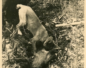 Vintage foto 'The Cruel End' volkstaal foto's vossenjacht, jachthonden, outdoors land, jager prooi roofdier