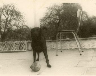 Vintage photo 'C'mon!' snapshot, playful dog, animals pets, original found photo BW