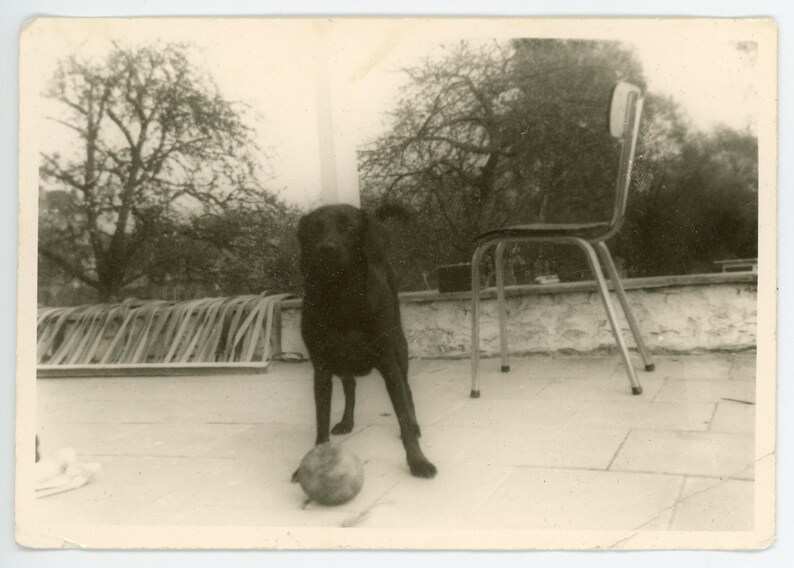 Vintage foto 'C'mon' snapshot, speelse hond, dieren huisdieren, origineel gevonden foto BW afbeelding 1